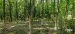 38 Cent plot for sale near vellanad
