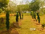 Best investment budget plots @ walajabad