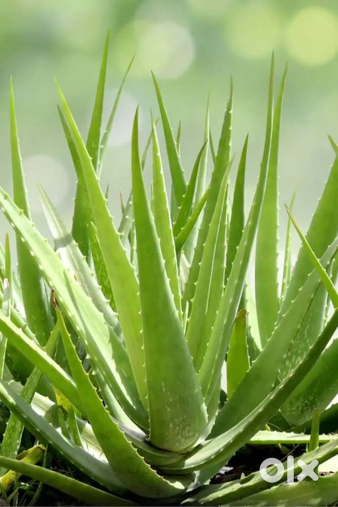 Aloevera kattarvazha