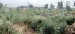 Plot 117 gaj   . Time pass k liye call ya msg mat kare