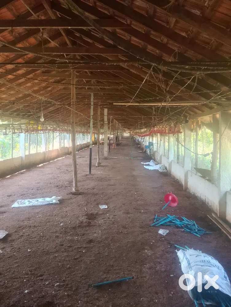 3ಎಕರೆ ರೆಕಾರ್ಡ್ 15000 ಕೋಳಿ ಶೇಡ್