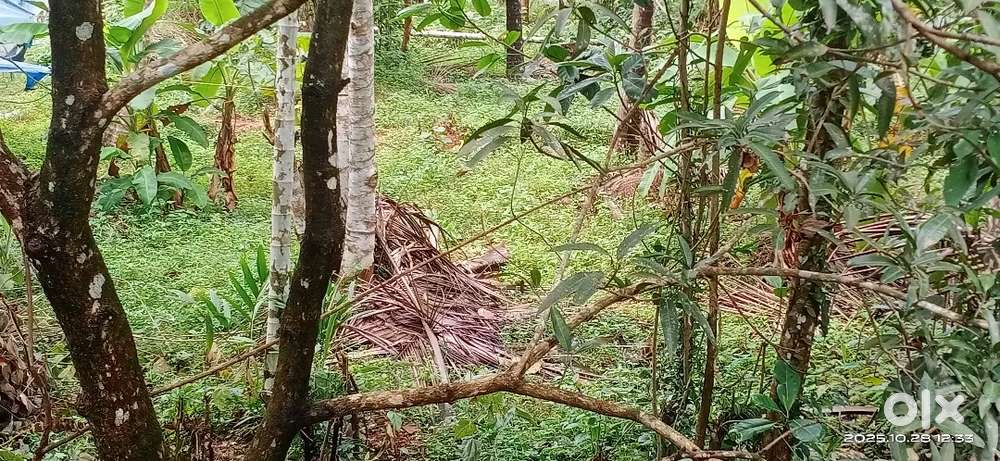 4356 sq.ft plot. (230000 per cent..price negotiable)