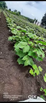 Farm land khet agriculture land 1.5 acre near gabbur b petrol pump