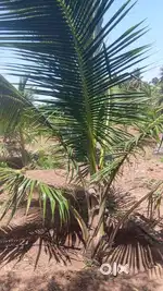 2.5Acre Coconut farm land for Sale in Othakalmandapam with good water