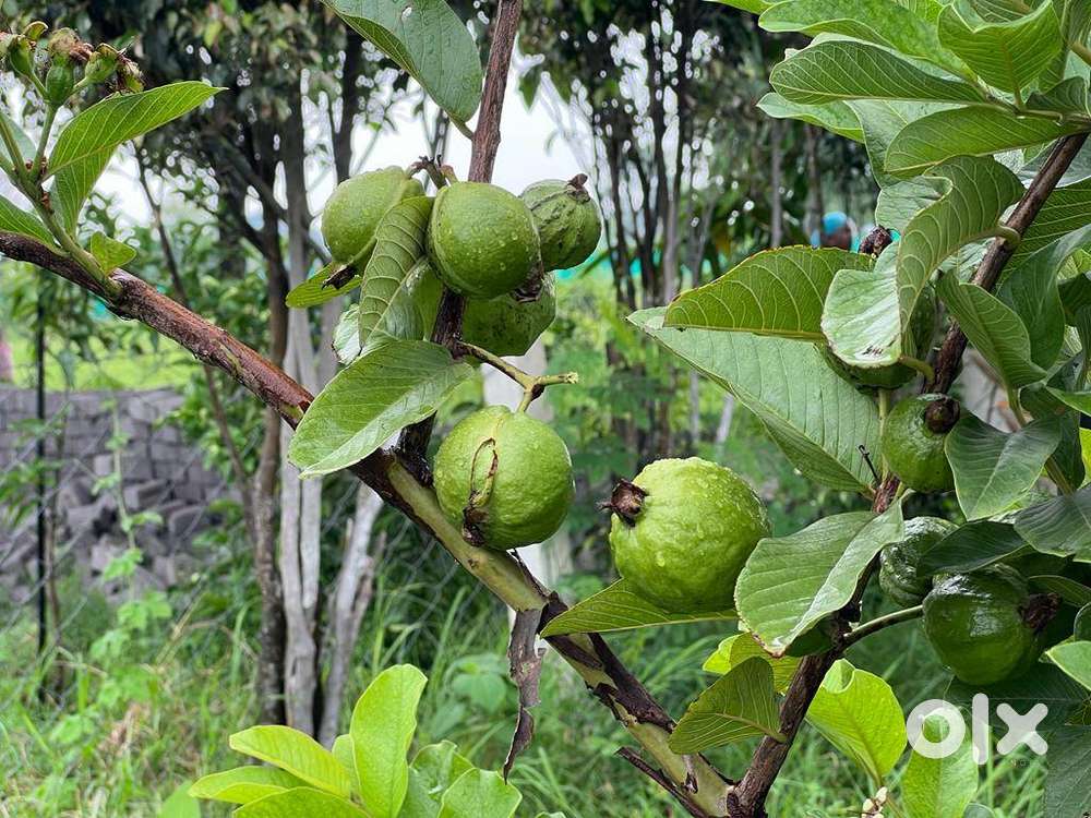 Farmhouse & Farmland for Sale — Ideal for Agriculture / Retreat