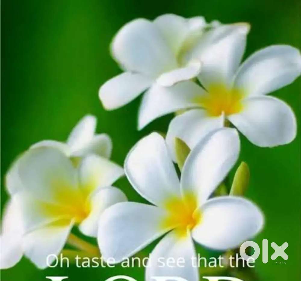 8 CENTS OF PLOT ROADSIDE AT PANDALAM BETWEEN ARATHIMUK , KUNNUKUZHIMUK