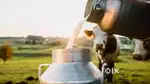Best cow milk 60 - 80/ L available here