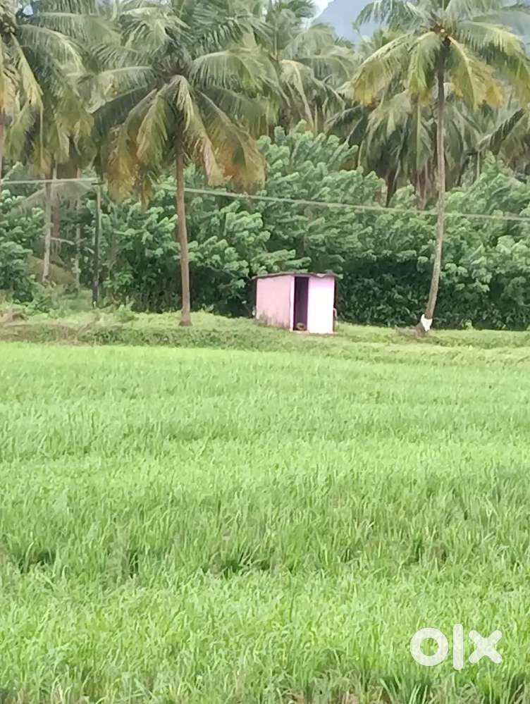 3.5 acres pannimada near monomithra hospital Malampuzha 2