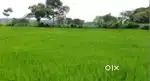 I want sell my agricultural land
