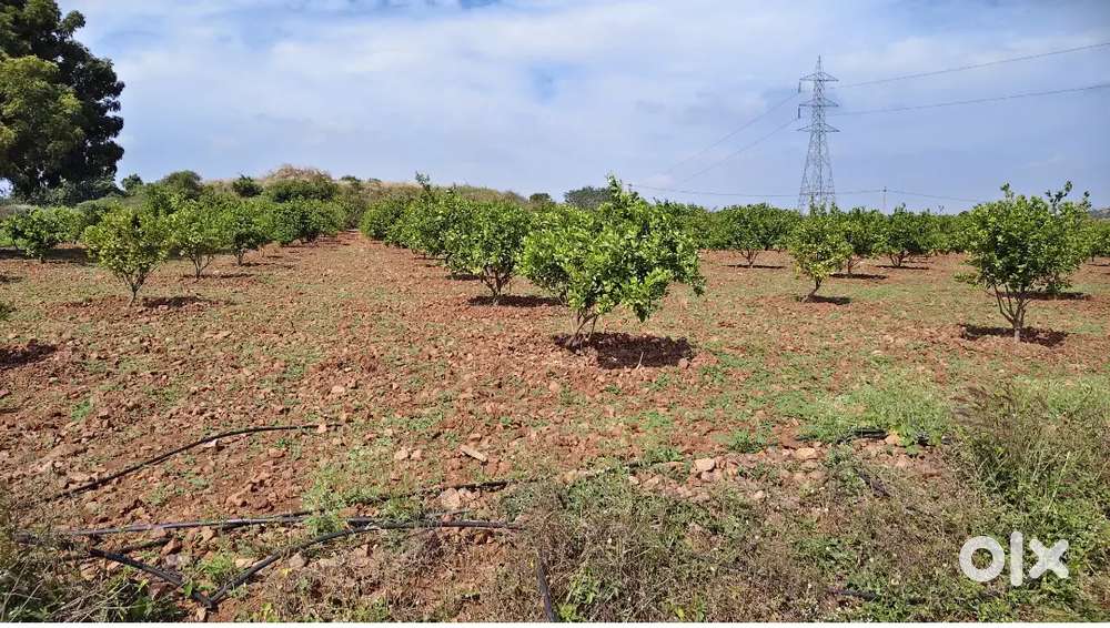 Agriculture land for sale