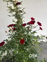 Rose plant
