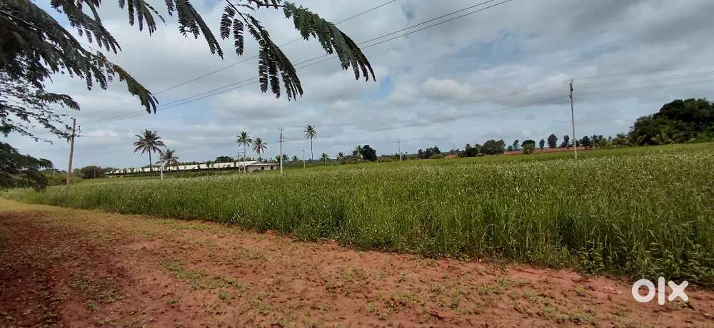 Land For Rent