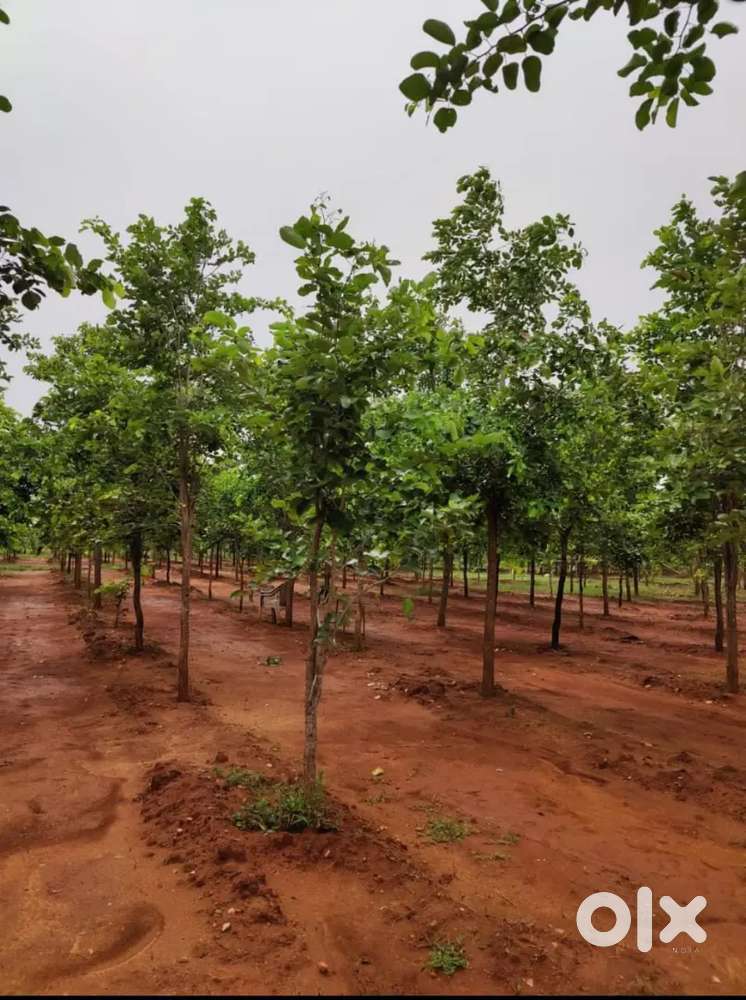 25cents Agriculture land for sale