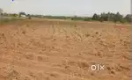 50 cent Residencial or commercial  land near Nedumbassery