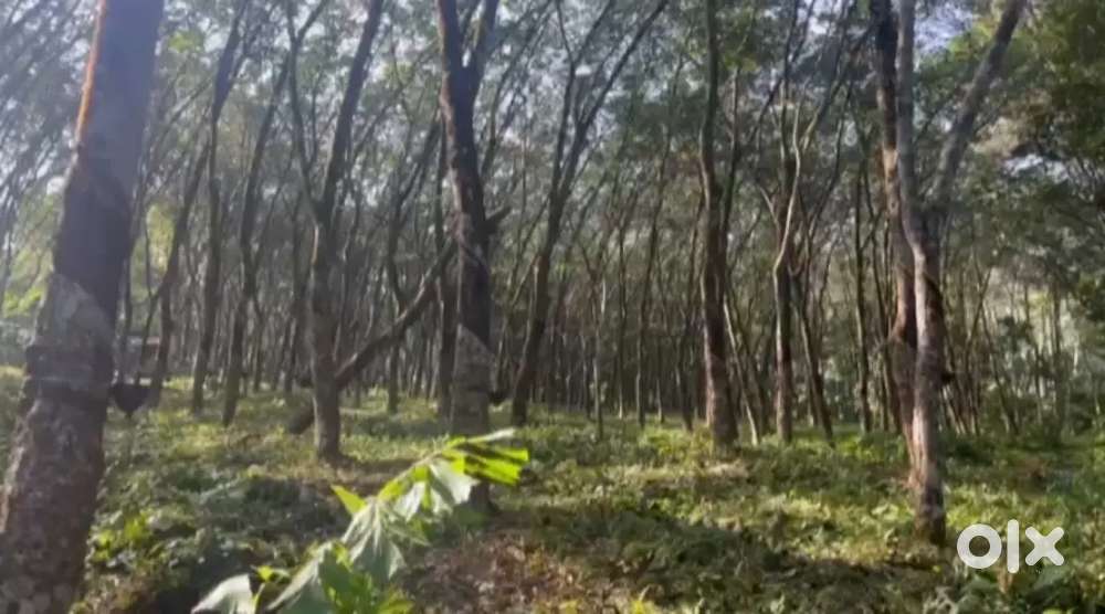 Plot for sale in Kadampanad