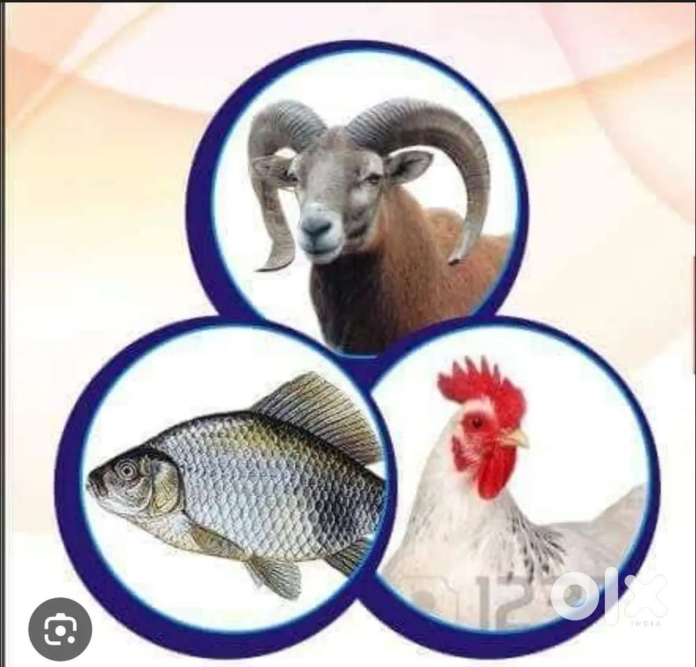 Motton chicken cutting master wanted