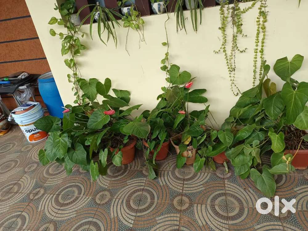 Anthurium Plants for sale