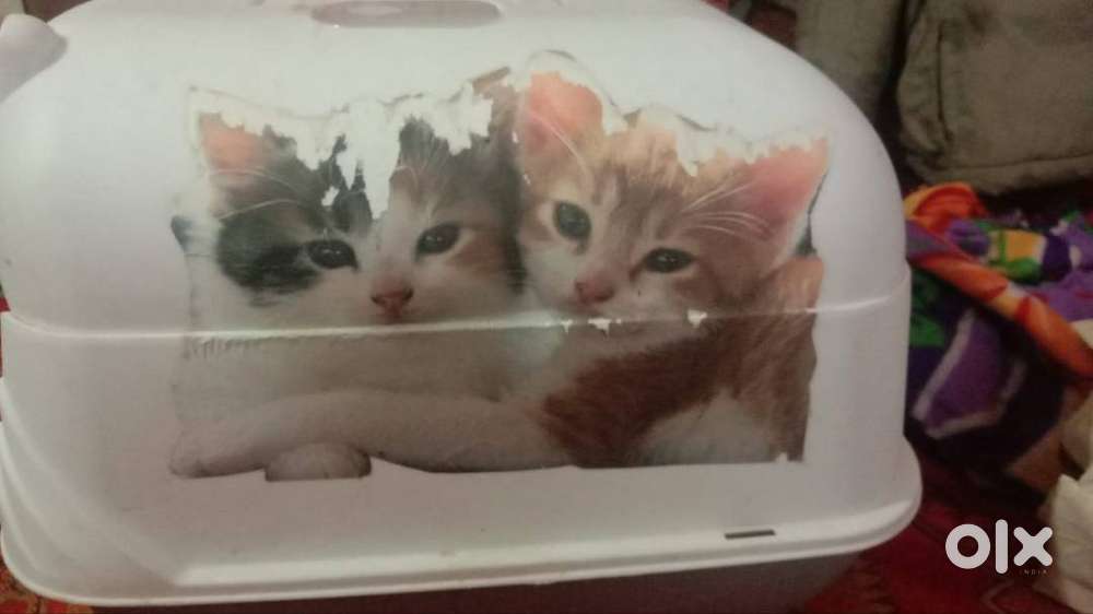 Cat litter Box