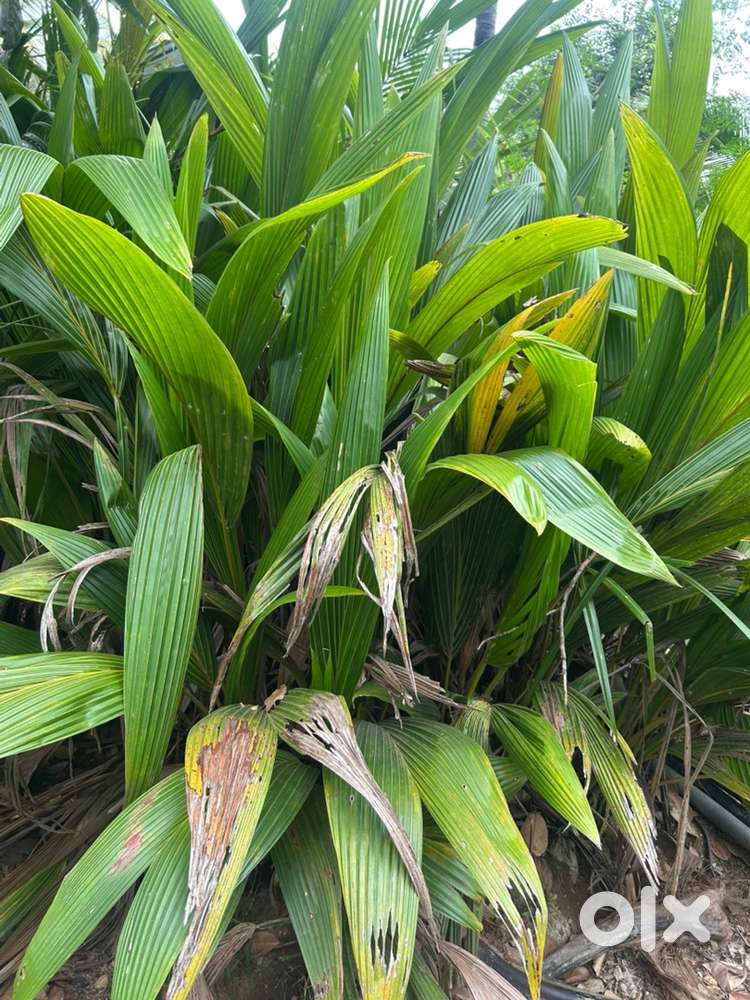 Coconut plant