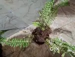 Fern Plant+ free money plant gift