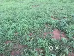 5 cent land for sale @ Paravattany