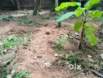 10 Cent Nesamony Nagar Nagercoil Kanyakumari District