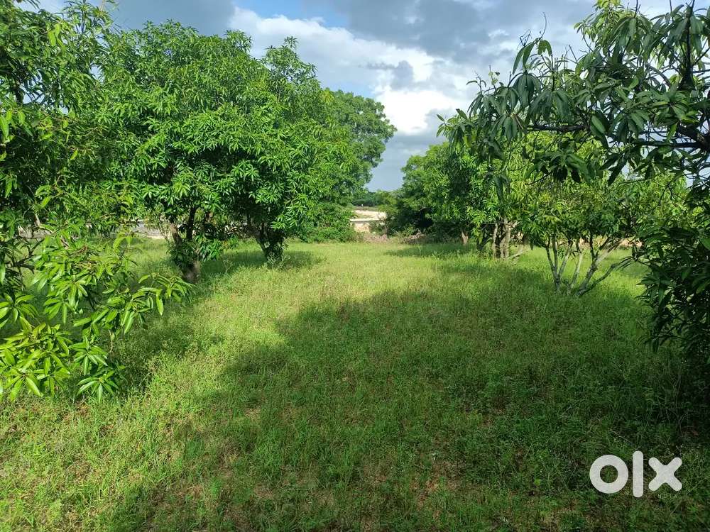 Mango garden .3.00 acears ,Total cost.42lakshs