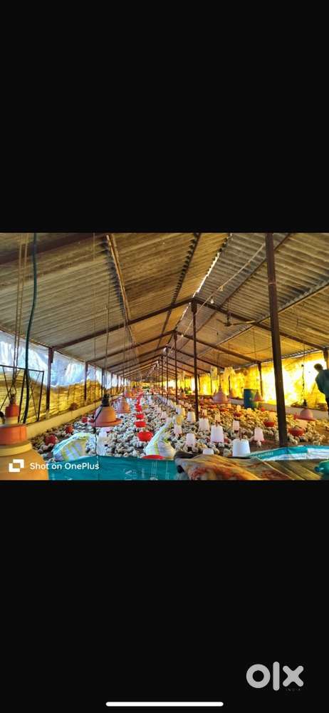 Sale poultry farm