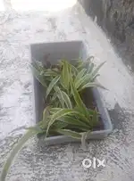 Spider plants