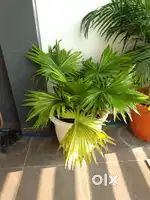 Garden chenese plants