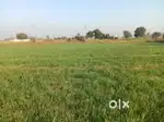 Agricultural Land for Sale in Zezra, Viramgam