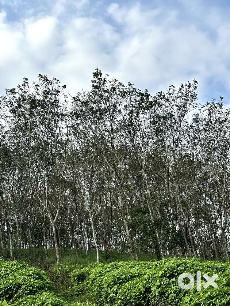 1 acre and 1 cent ruber plot for sale,suitable for house construction.