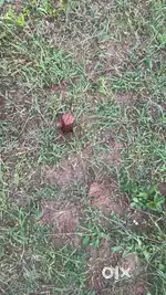 Plot near Rawatpura sarkar university bhatgaon