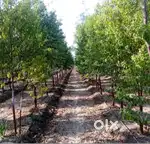 Chandan Farming Project in Bhubaneswar