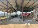 Dairy farm infrastructure in 6 Kanal 15 Marle
