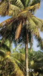 Good water condition coconut property sales