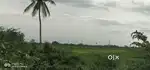 Agriculutural Land