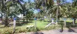 coconut farm