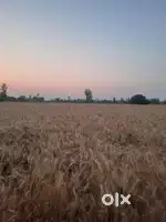 Agricultural land for sale
