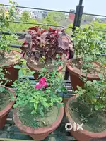 Plants wit pot for sale one plant 300