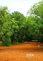 Mango farm land @vengal chennai redhills