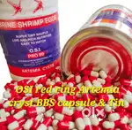 Artemia baby brain shrimp bbs