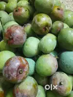 Raw mangos  for sale 100 rs per kilo (organic)