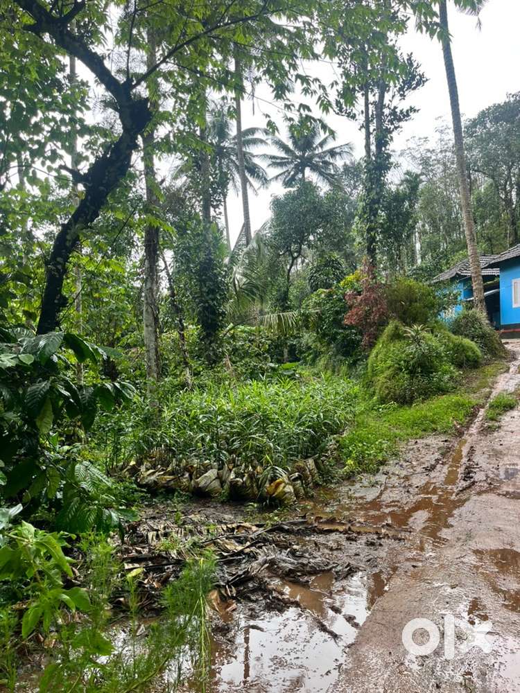 Wayanad Tavinjal panjayath 6 acre cofee land selling