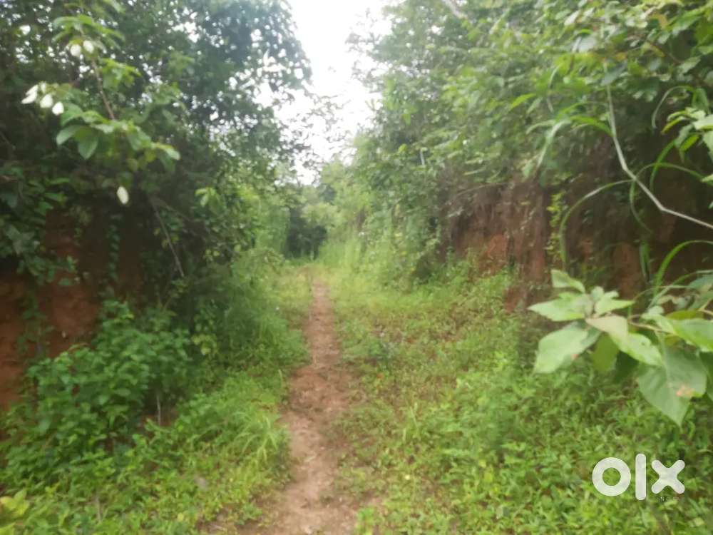 Kuthuparamaba muyad 20 cent.1 km from kuthuparamba town