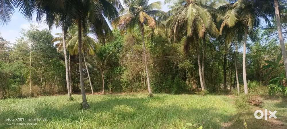 45 cent tar road frontage coconut farm with house for sale