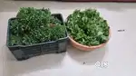 Agriculture land