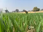 10 बीघा ज़मीन – मीठा पानी, सोलर, फव्वारा, हाइवे से 2 km