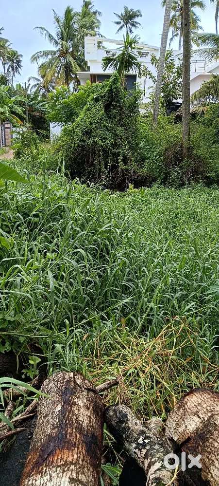 2 cent land near al arif hospital ambalathara