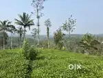 3 ACRE TEA LAND FOR SALE IN THOMATTUCHAL, AMBALAVAYAL